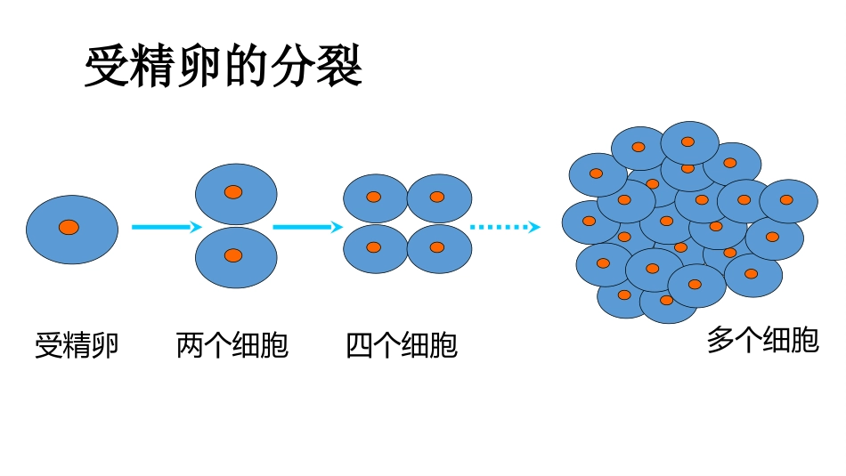 《细胞分化形成组织》PPT课件[北师大版七年级生物上册]_第2页