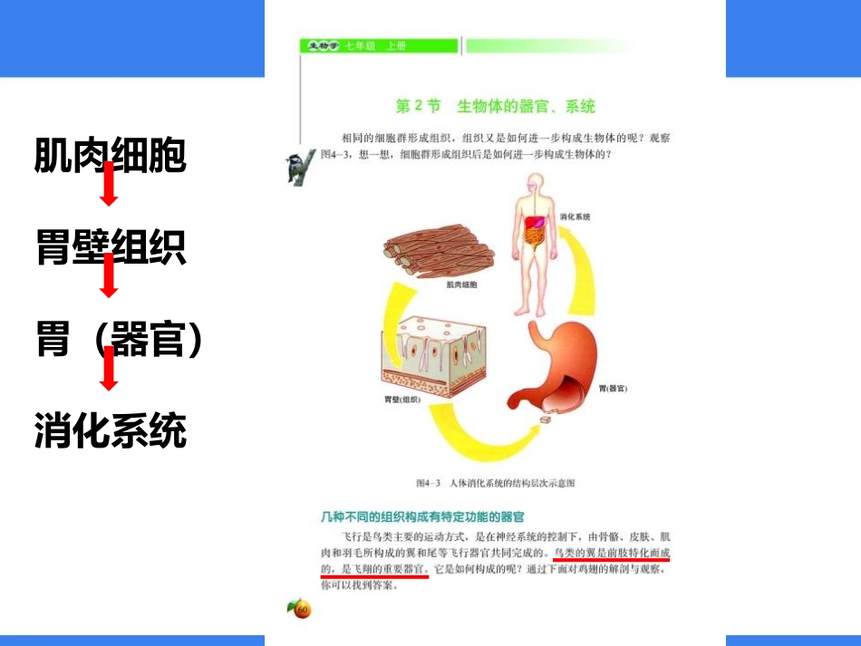 《生物体的器官、系统》PPT课件[北师大版七年级生物上册]_第3页