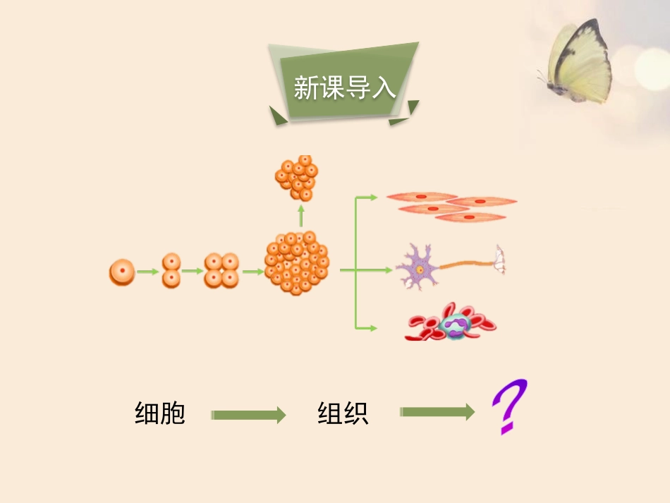《生物体的器官、系统》PPT教学课件[北师大版七年级生物]_第3页