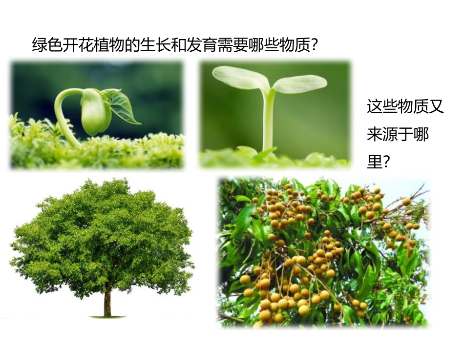 《光合作用》PPT教学课件[北师大版七年级生物上册]_第2页