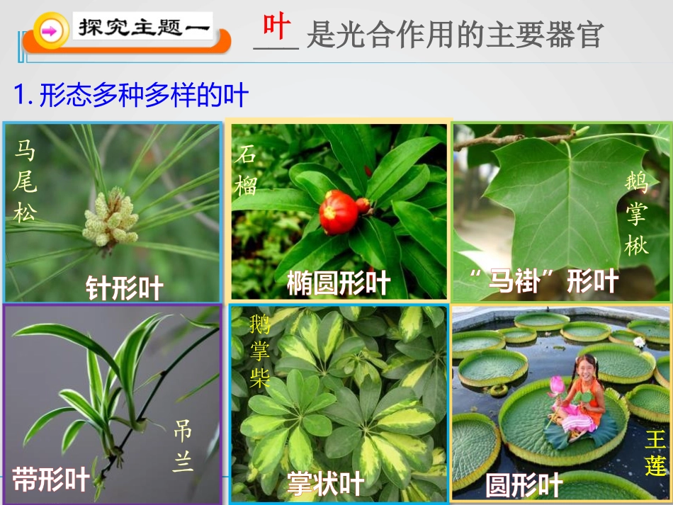 《光合作用》PPT课件[北师大版七年级生物上册]_第2页