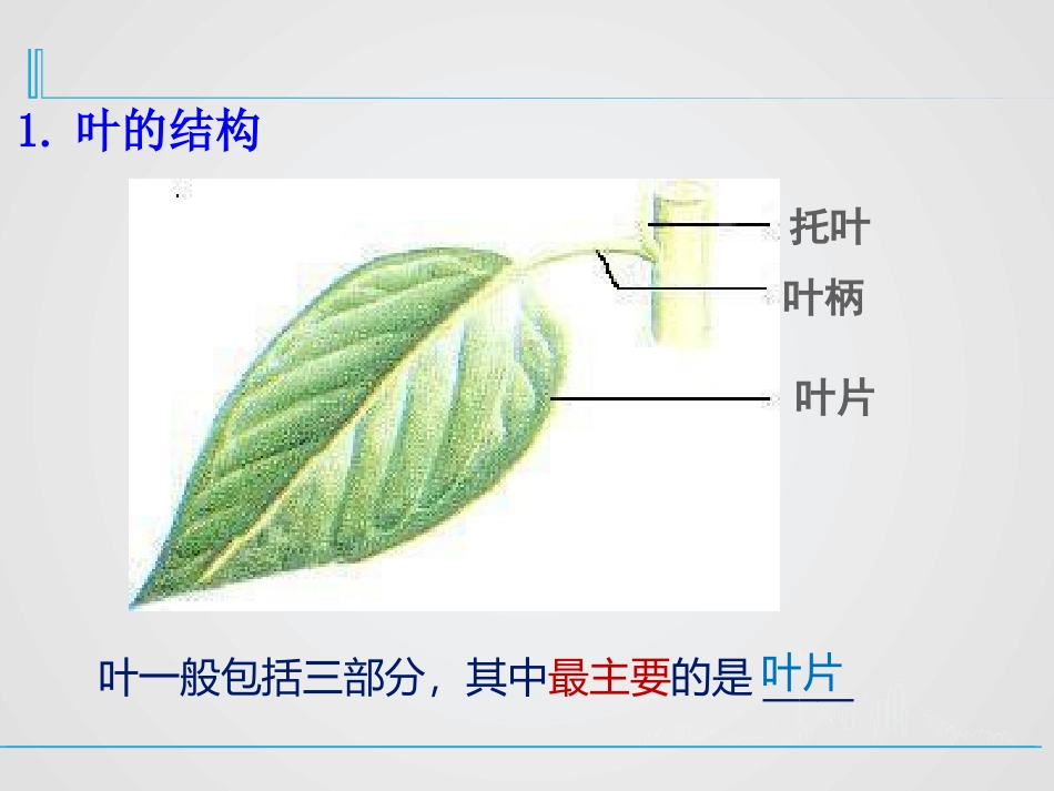 《光合作用》PPT课件[北师大版七年级生物上册]_第3页