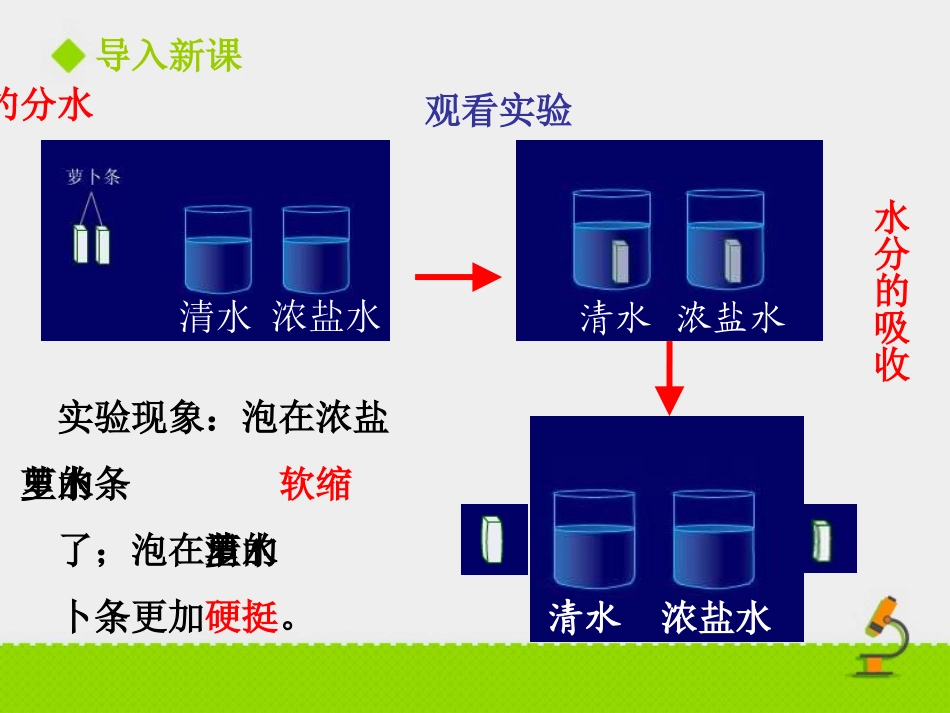 《吸收作用》PPT教学课件[北师大版七年级生物上册]_第2页
