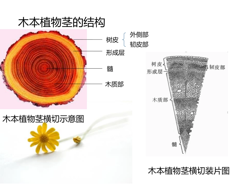 《运输作用》PPT教学课件[北师大版七年级生物上册]_第2页