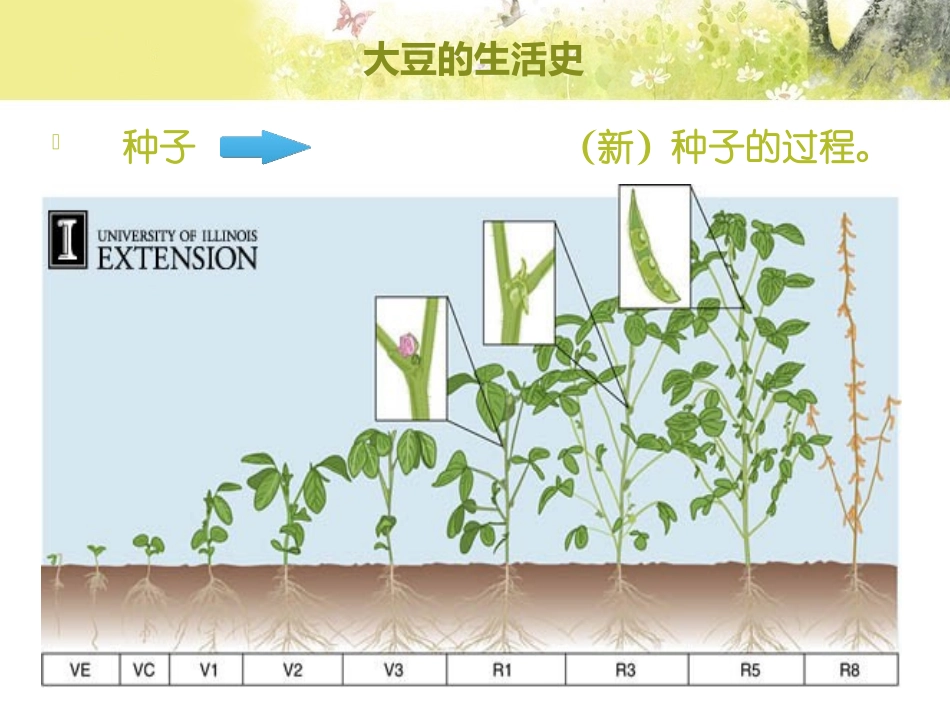 《种子萌发形成幼苗》PPT教学课件[北师大版七年级生物上册]_第2页