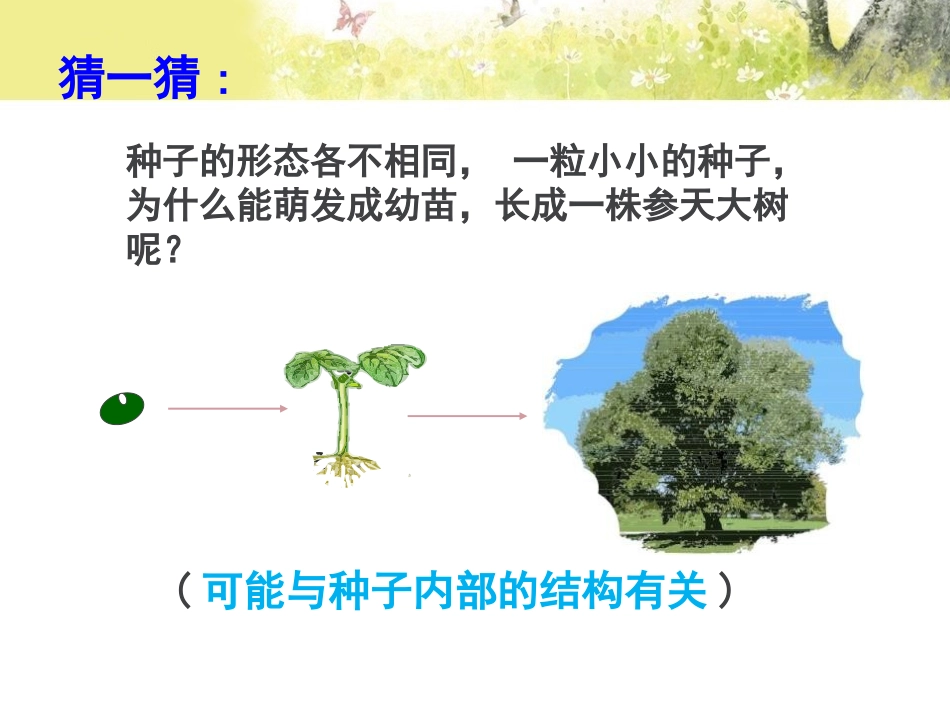 《种子萌发形成幼苗》PPT教学课件[北师大版七年级生物上册]_第3页