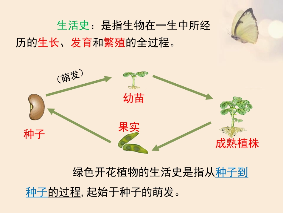 《种子萌发形成幼苗》PPT免费课件[北师大版七年级生物上册]_第2页