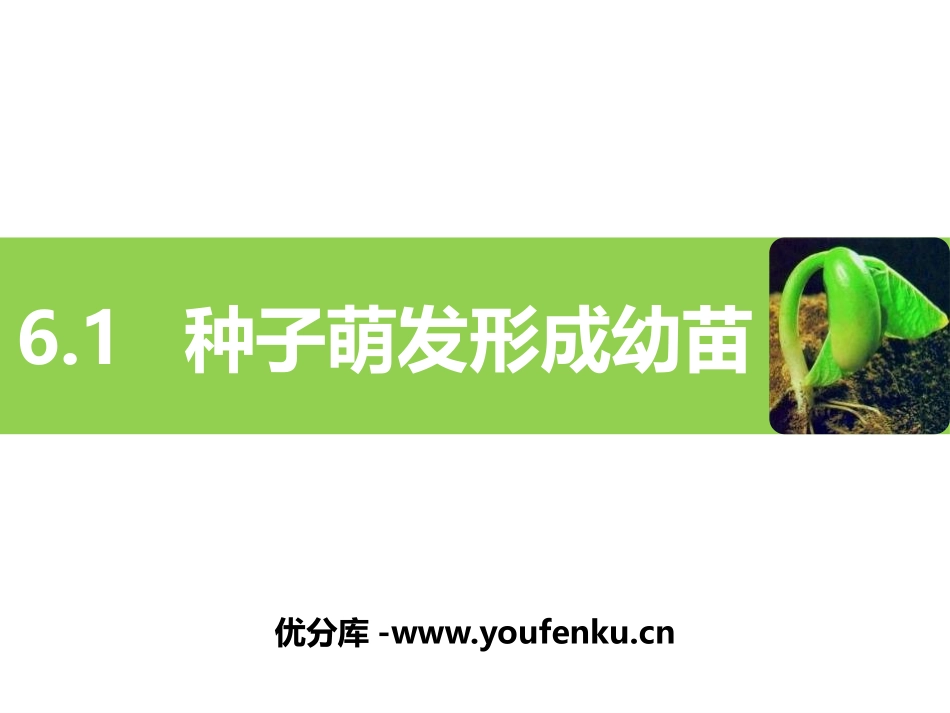 《种子萌发形成幼苗》PPT优质课件[北师大版七年级生物上册]_第1页