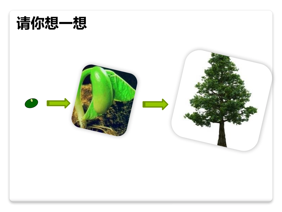 《种子萌发形成幼苗》PPT优质课件[北师大版七年级生物上册]_第3页
