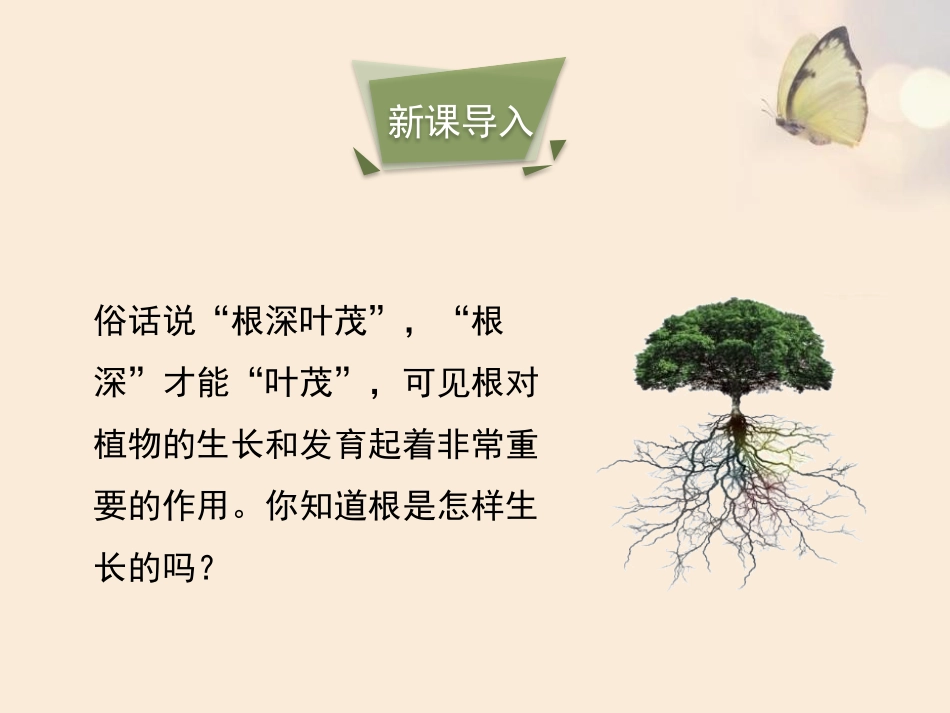 《营养器官的生长》PPT课件[北师大版七年级生物上册]_第3页