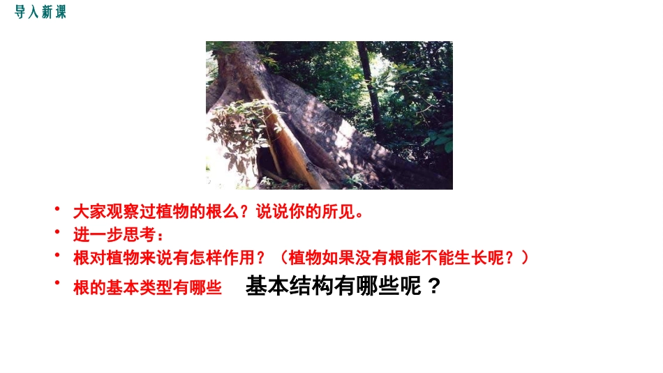 《营养器官的生长》PPT教学课件[北师大版七年级生物上册]_第2页