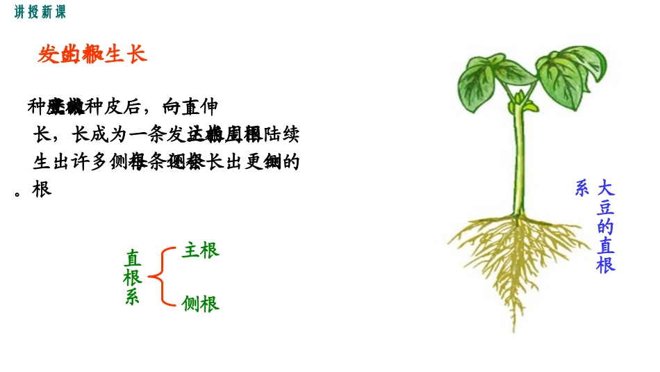 《营养器官的生长》PPT教学课件[北师大版七年级生物上册]_第3页