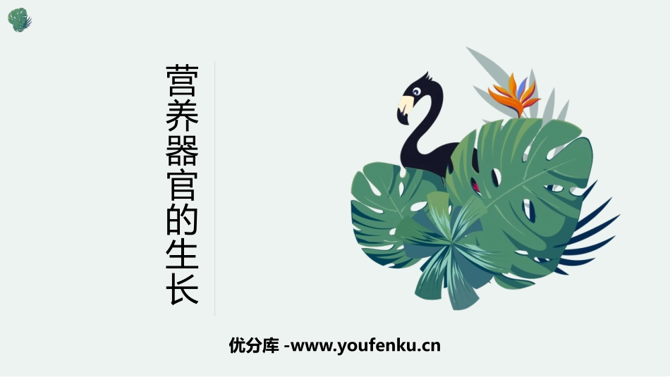 《营养器官的生长》PPT课件[北师大版七年级生物上册]_第1页