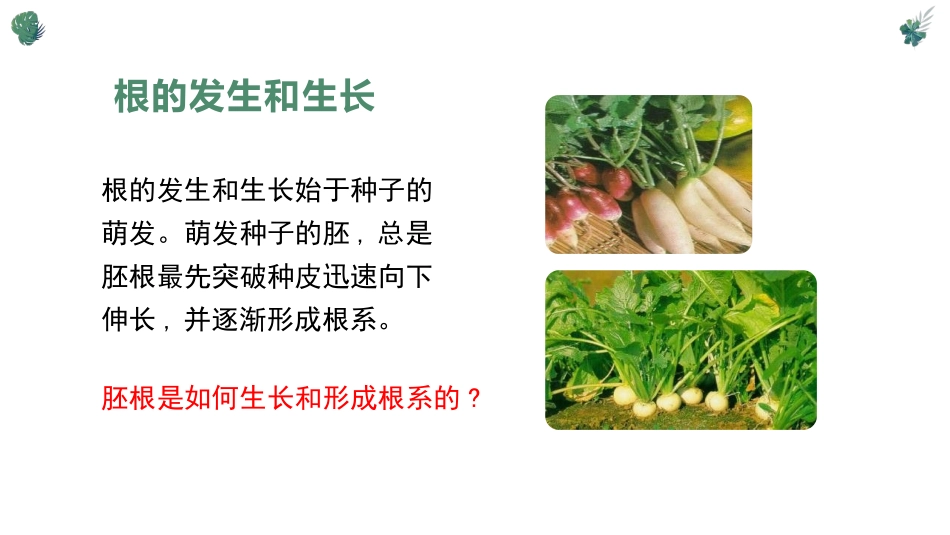 《营养器官的生长》PPT课件[北师大版七年级生物上册]_第2页