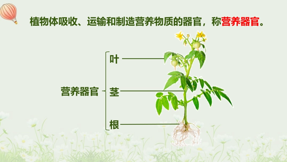 《营养器官的生长》PPT免费课件[北师大版七年级生物上册]_第3页