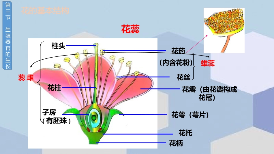 《生殖器官的生长》PPT课件[北师大版七年级生物上册]_第2页