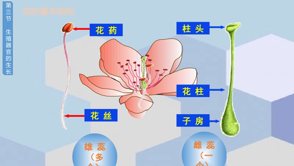 《生殖器官的生长》PPT课件[北师大版七年级生物上册]_第3页