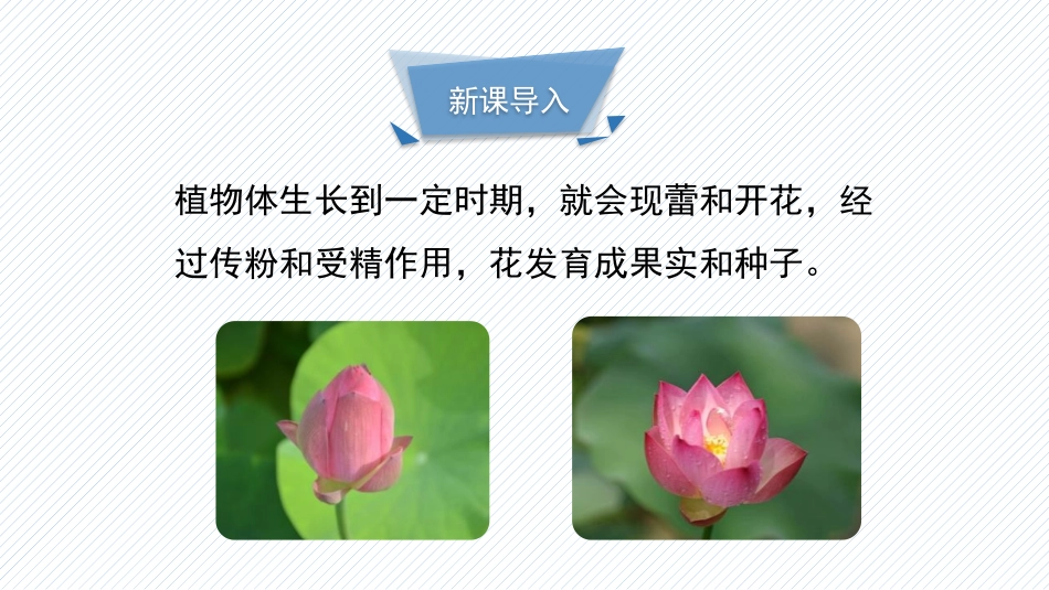 《生殖器官的生长》PPT教学课件[北师大版七年级生物上册]_第3页