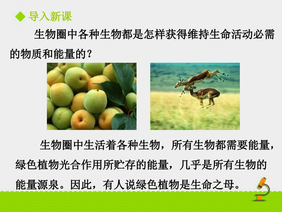 《绿色植物在生物圈中的作用》PPT课件[北师大版七年级生物]_第2页