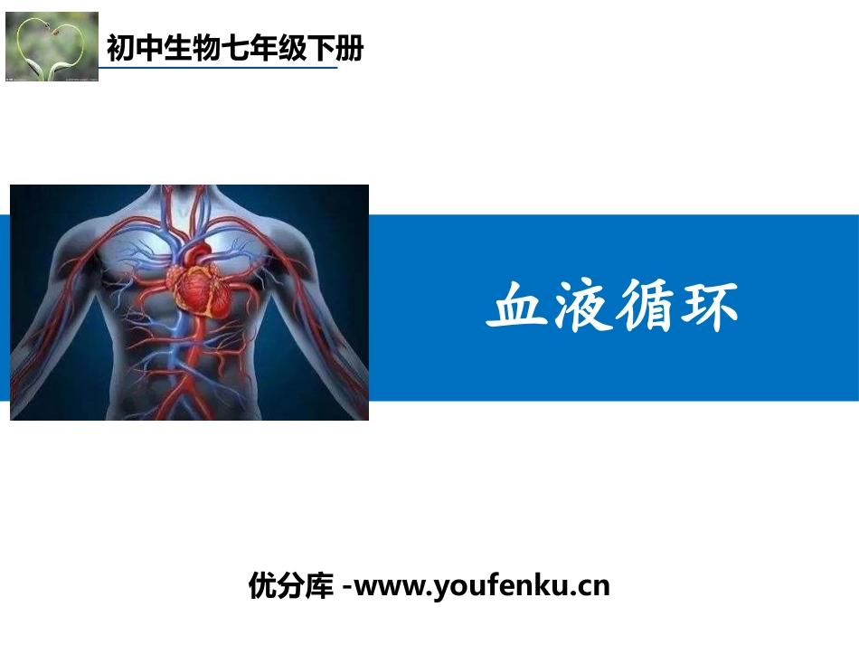 《血液循环》PPT教学课件[北师大版七年级生物下册]_第1页