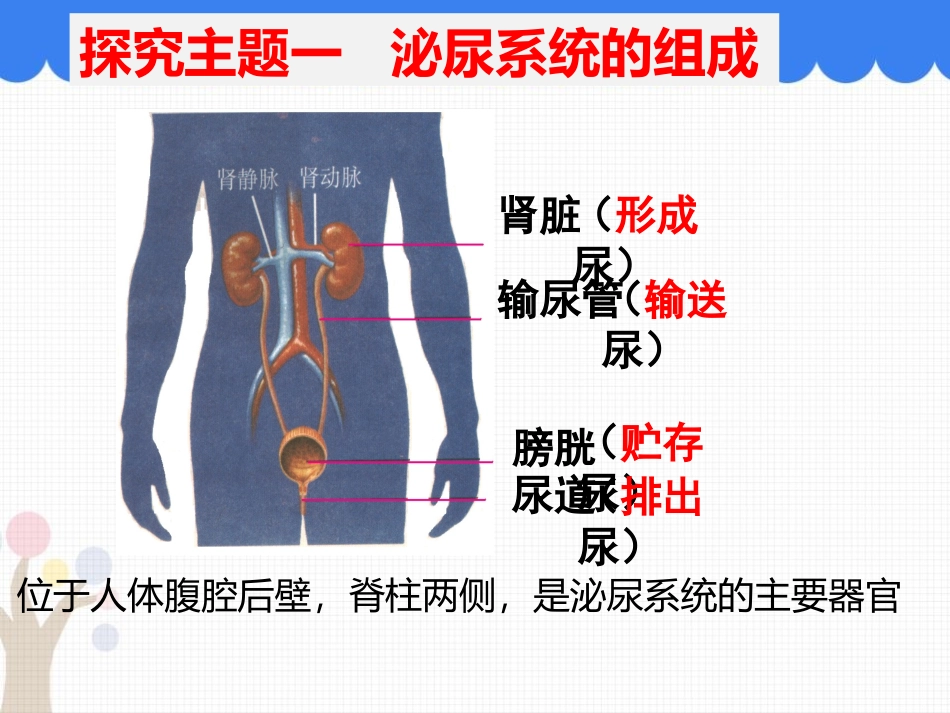《尿的形成与排出》PPT优质课件[北师大版七年级生物下册]_第3页