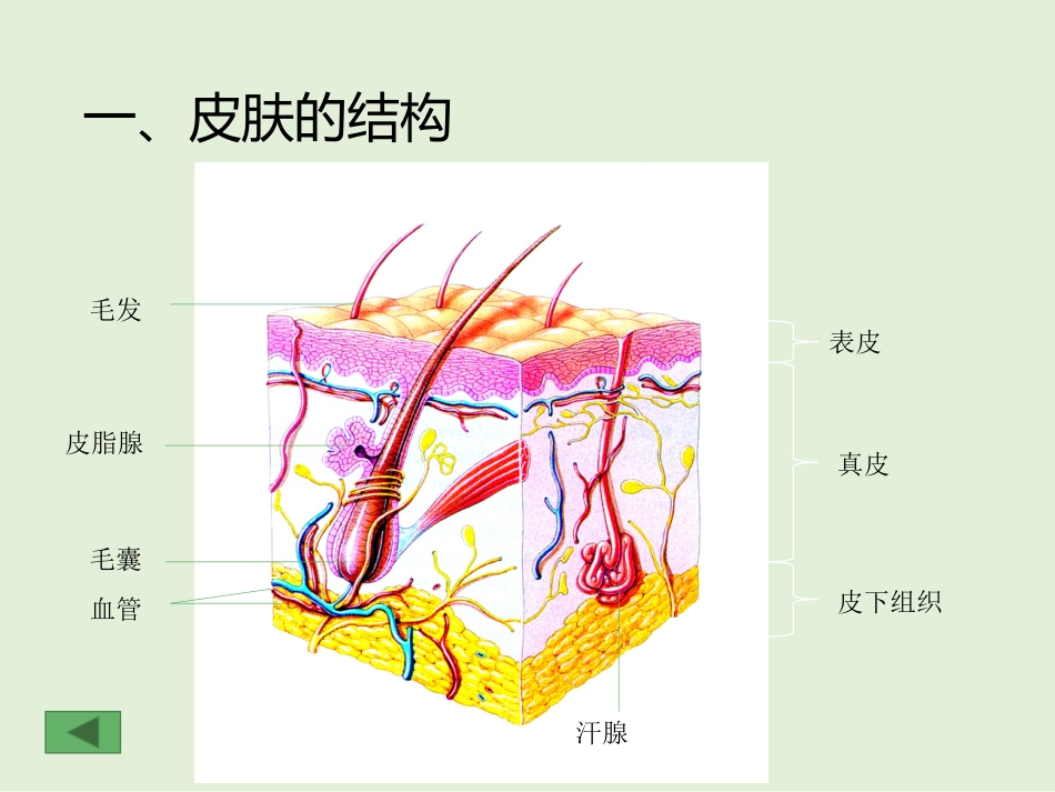 《皮肤与汗液分泌》PPT教学课件[北师大版七年级生物下册]_第2页