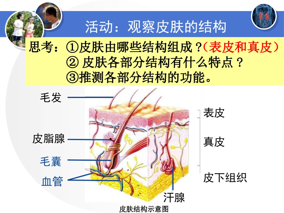《皮肤与汗液分泌》PPT免费课件[北师大版七年级生物下册]_第2页