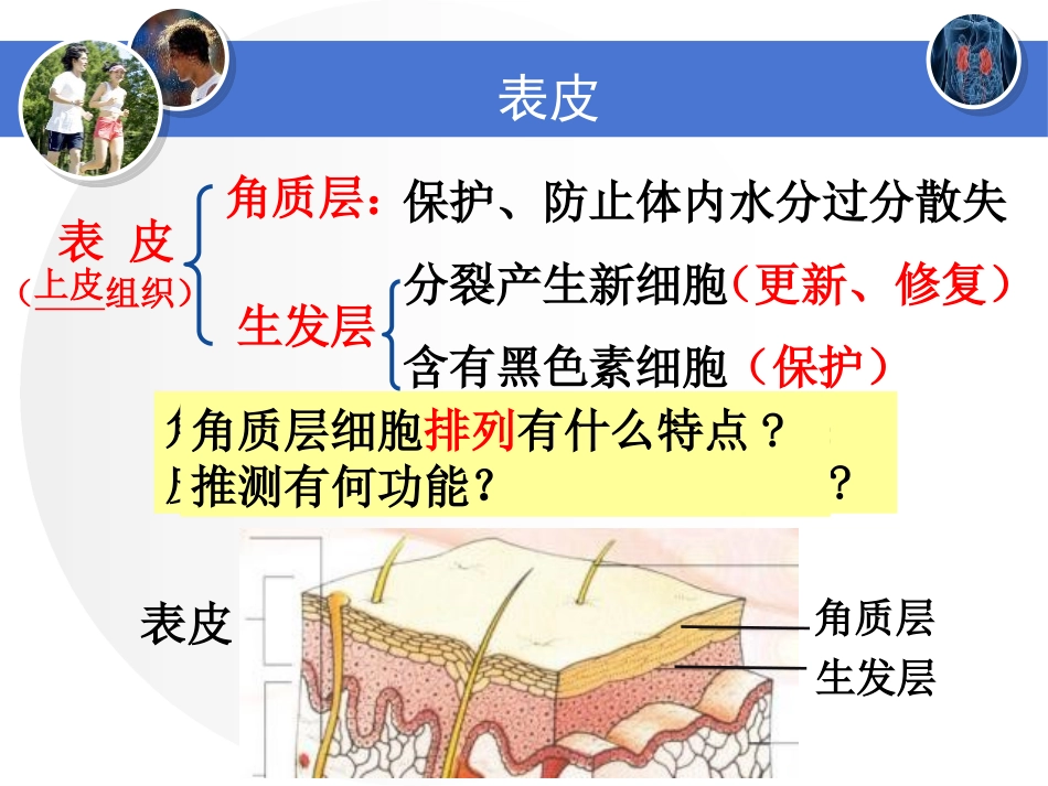 《皮肤与汗液分泌》PPT免费课件[北师大版七年级生物下册]_第3页