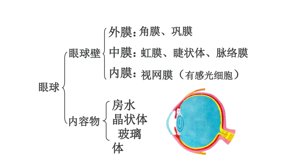 《感受器和感觉器官》PPT教学课件[北师大版七年级生物下册]_第2页