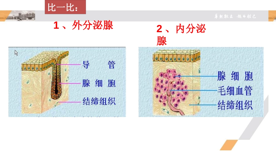 《激素调节》PPT优秀课件[北师大版七年级生物下册]_第3页