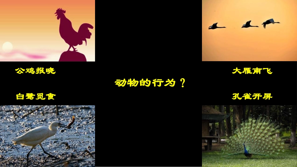 《先天性行为和后天学习行为》PPT课件[北师大版八年级生物]_第2页