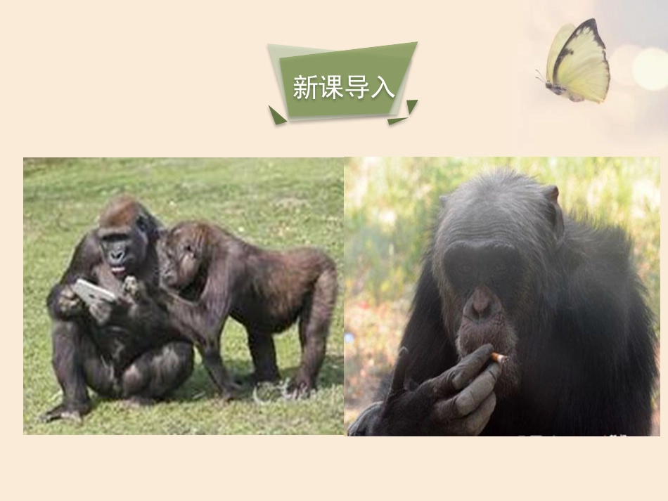 《先天性行为和后天学习行为》PPT教学课件[北师大版八年级生物]_第2页