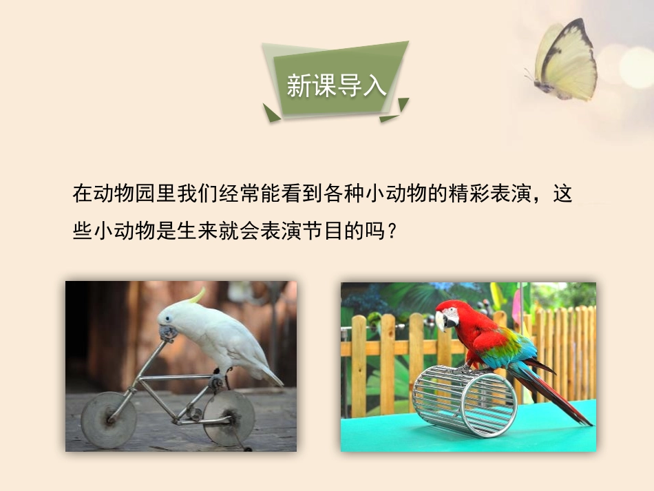 《先天性行为和后天学习行为》PPT教学课件[北师大版八年级生物]_第3页