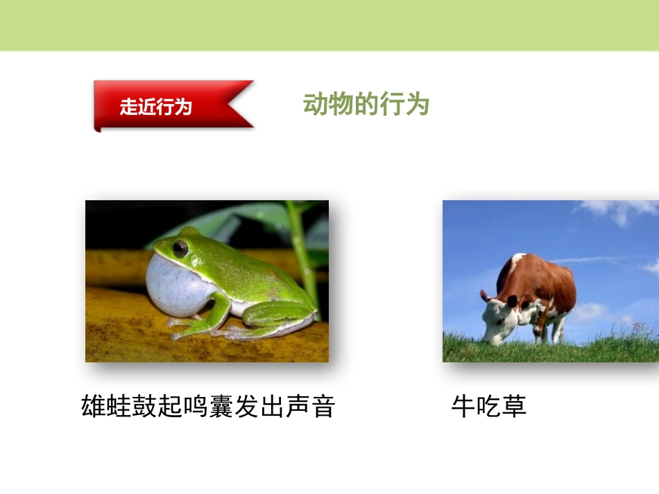 《先天性行为和后天学习行为》PPT免费课件[北师大版八年级生物]_第3页