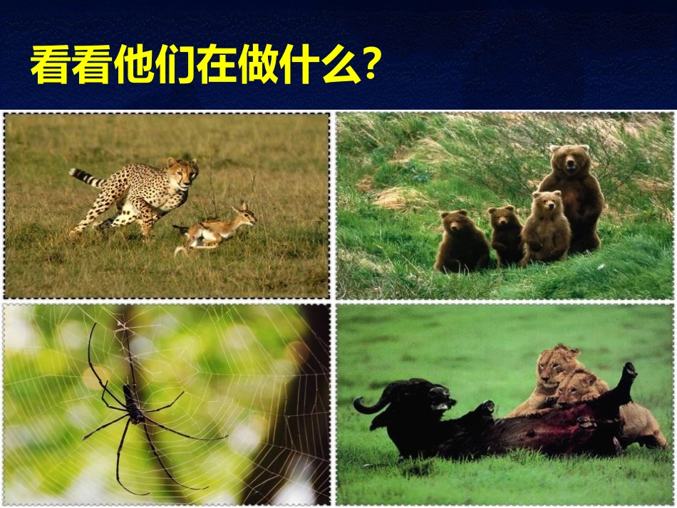 《动物行为的主要类型》PPT优质课件[北师大版八年级生物]_第2页