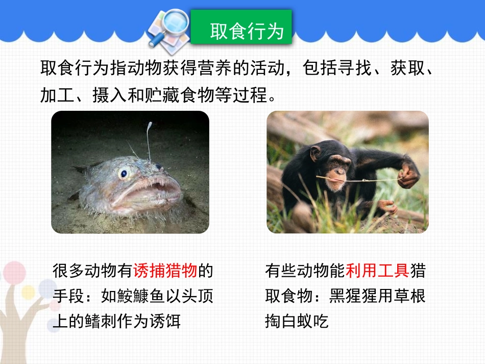 《动物行为的主要类型》PPT优秀课件[北师大版八年级生物]_第3页