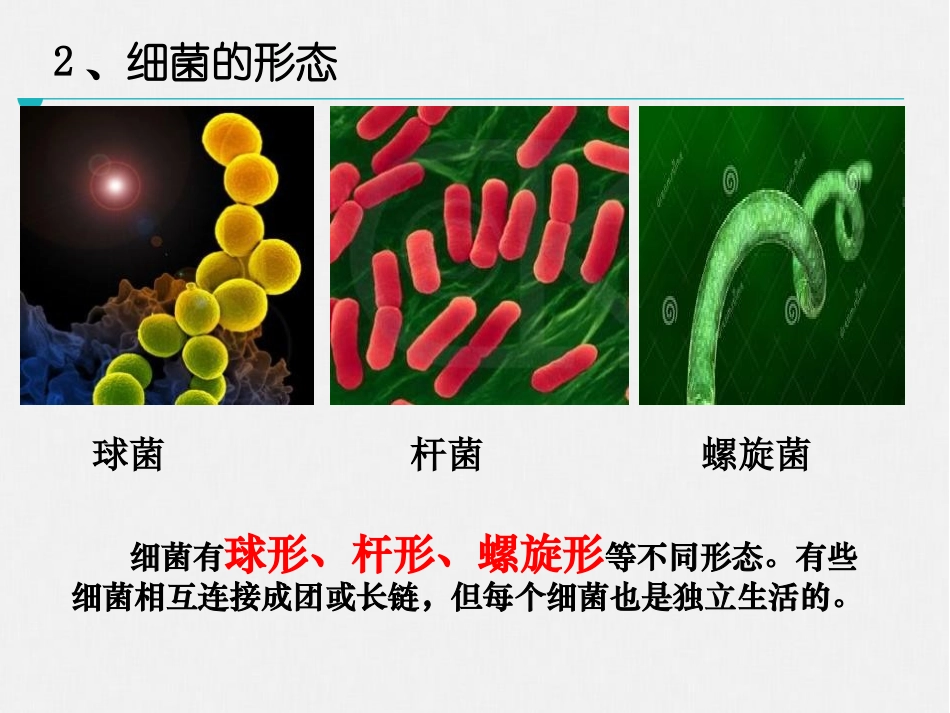 《微生物在生物圈中的作用》PPT(第1课时)PPT课件_第3页