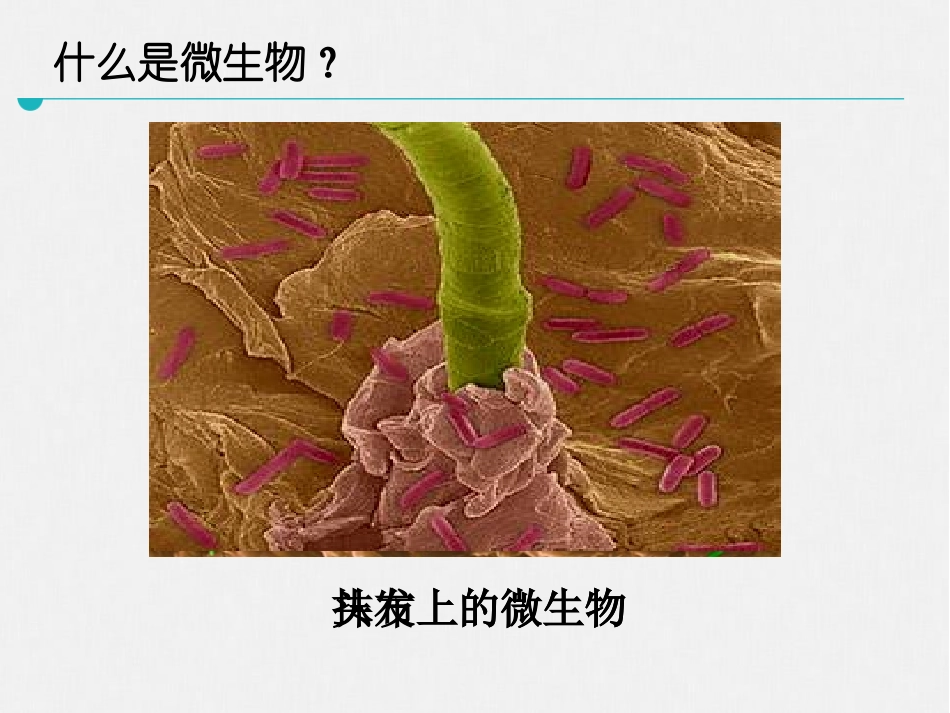 《微生物在生物圈中的作用》PPT(第2课时)PPT课件_第1页