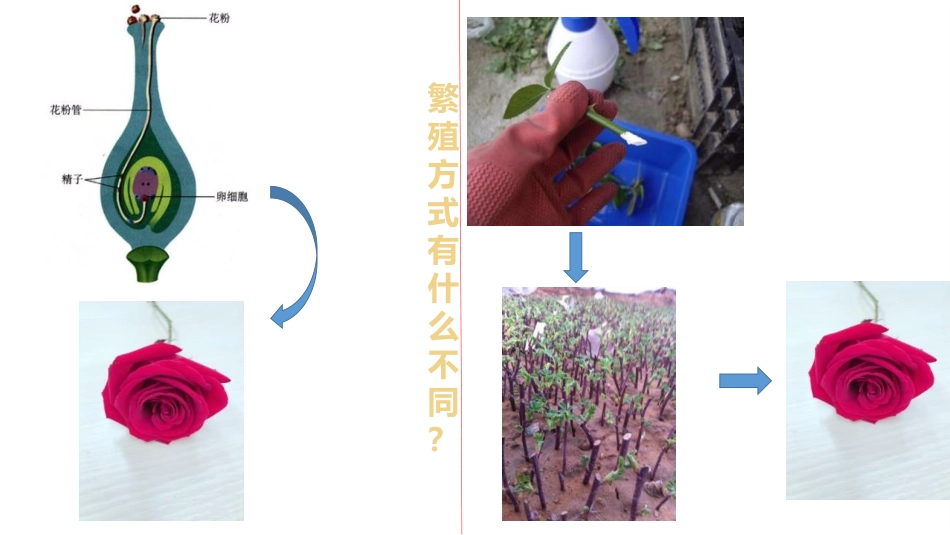 《植物的生殖方式》PPT教学课件[北师大版八年级生物上册]_第2页