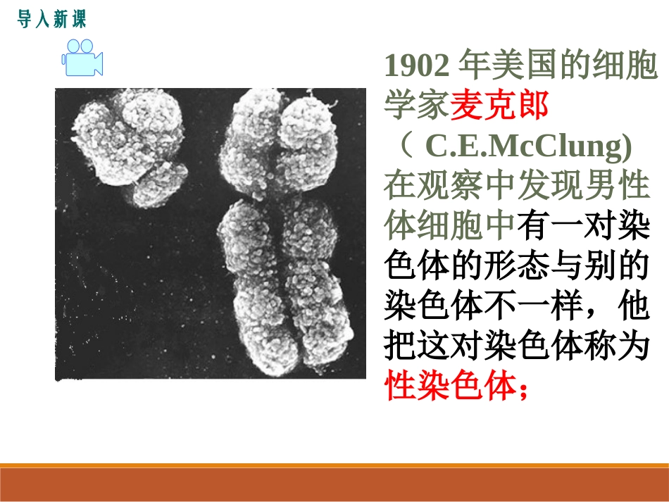 《性别和性别决定》PPT课件[北师大版八年级生物上册]_第2页