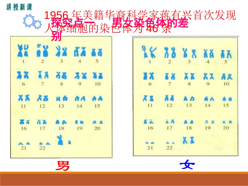 《性别和性别决定》PPT课件[北师大版八年级生物上册]_第3页