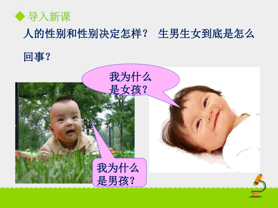 《性别和性别决定》PPT课件[北师大版八年级生物上册]_第2页