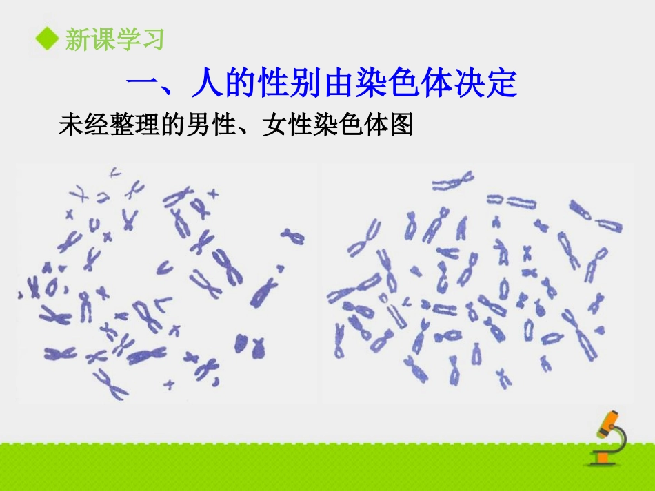 《性别和性别决定》PPT课件[北师大版八年级生物上册]_第3页