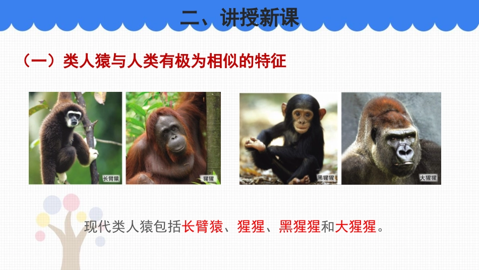 《人类的起源和进化》PPT教学课件[北师大版八年级生物下册]_第3页