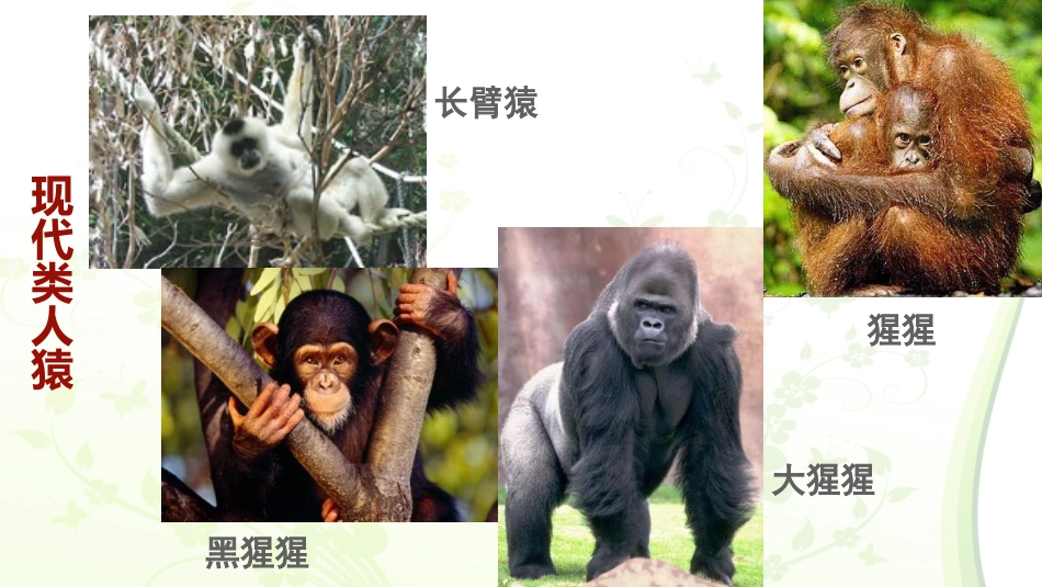《人类的起源和进化》PPT精品课件[北师大版八年级生物下册]_第2页