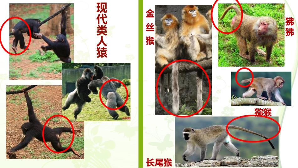 《人类的起源和进化》PPT精品课件[北师大版八年级生物下册]_第3页