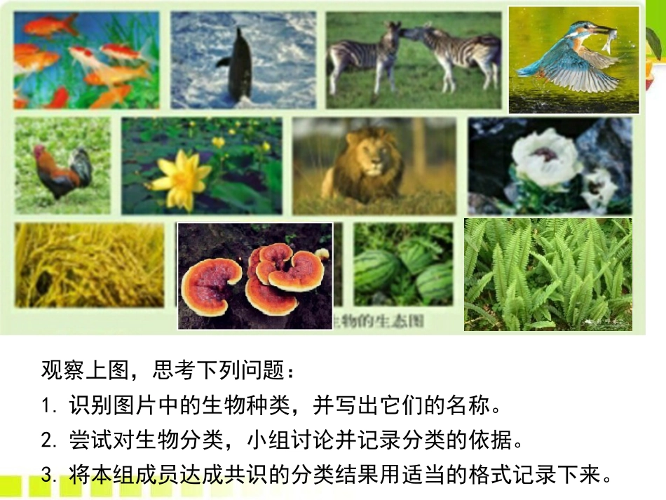 《生物的分类》PPT优秀课件[北师大版八年级生物下册]_第2页