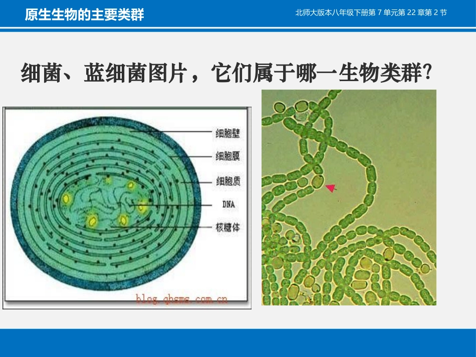 《原生生物的主要类群》PPT教学课件[北师大版八年级生物]_第3页