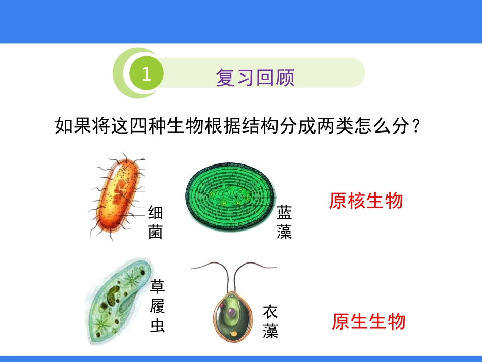 《原生生物的主要类群》PPT课件[北师大版八年级生物下册]_第2页