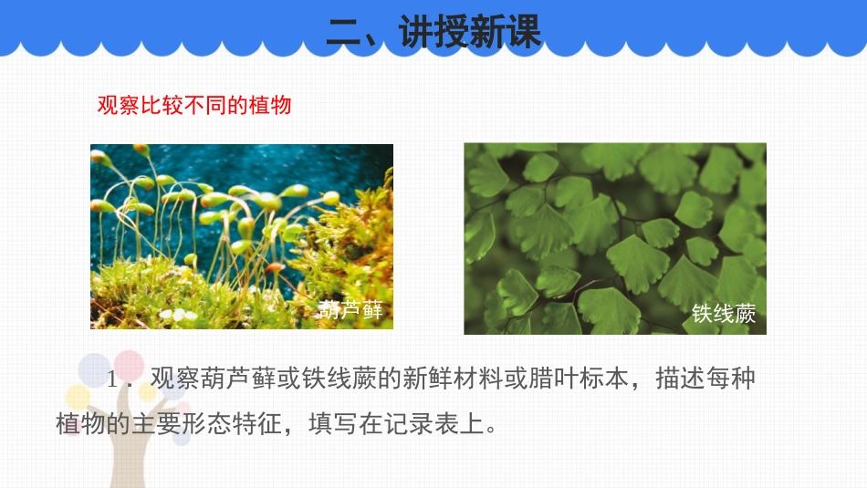 《植物的主要类群》PPT教学课件(第1课时)[北师大版八年级生物]_第3页